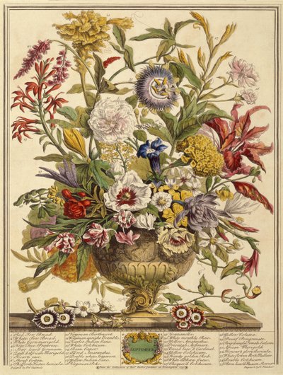 September, from Twelve Months of Flowers by Robert Furber, engraved by Henry Fletcher by Pieter after Casteels